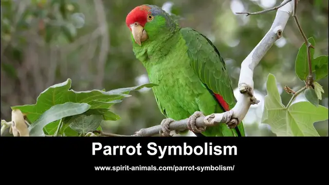 Video thumbnail for Parrot Symbolism