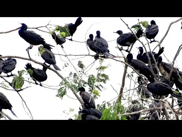 'Video thumbnail for This area soil on lake for all black crow bird made nest alot'