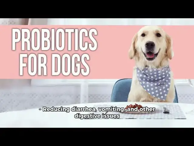 Video thumbnail for Wild Belly Dog Probiotic