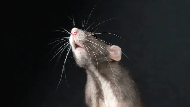 'Video thumbnail for Rat-Repelling Scents: Natural Ways to Keep Pests Away'