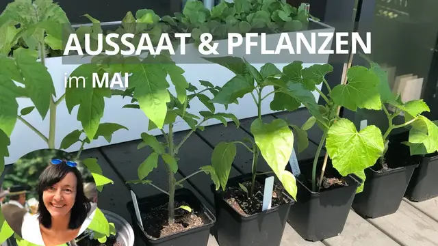 'Video thumbnail for Aussaat & Pflanzen im Mai - diese Gemüse könnt ihr im Mai vorziehen, direkt aussäen und pflanzen'
