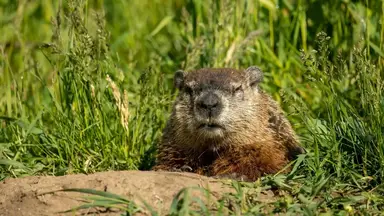 'Video thumbnail for How to Manage Groundhogs in Your Yard: Effective Solutions'