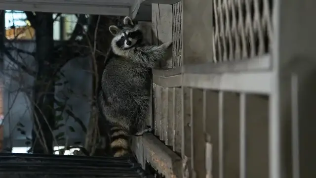 'Video thumbnail for How to Get Rid of Raccoons: Effective Strategies for Your Yard'