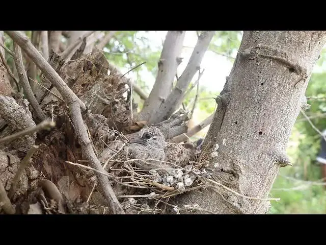 Video thumbnail for The Wild Baby Dove Growing every days