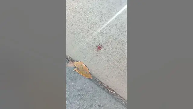 Video thumbnail for Cute Firebug😘😍🥰#shorts