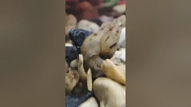Video thumbnail for Can Snails Survive in Water?