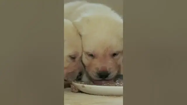 Video thumbnail for For 'large breed' puppies, the advice is for#shorts