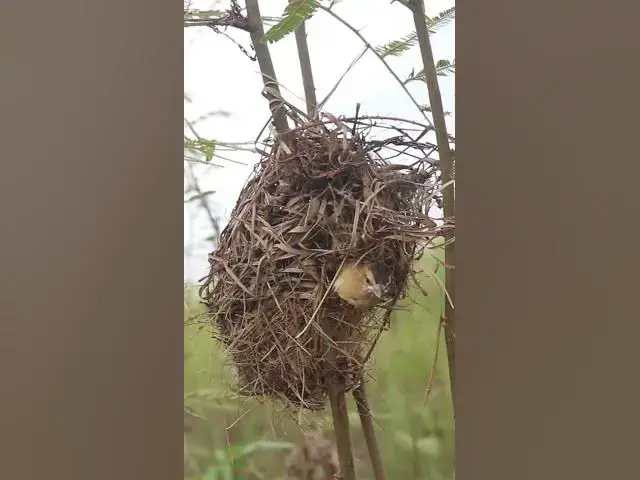 Video thumbnail for babies Golden Bird in nest #nestling #birdeggs #birdslover #nestegg #birdnest #nature #wildlife