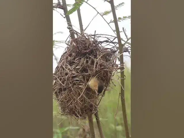 Video thumbnail for Babies Widl Golden Bird AP#010 #nestegg #egglaying #satisfying #nestling  #birds #baby  #nature