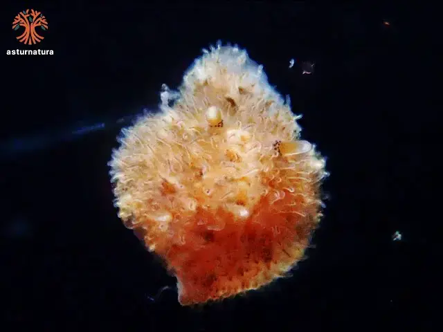 Video thumbnail for Hoploplana villosa