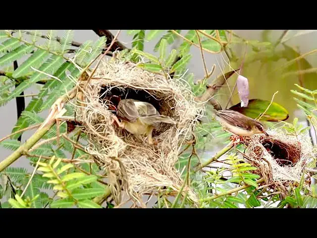 'Video thumbnail for Nest bird made on here | Mother's wild bird care babie now'