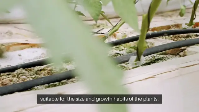 Video thumbnail for Urban Gardening Tips