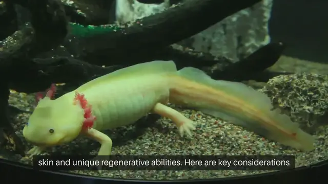 Video thumbnail for Axolotl Tank Filtration