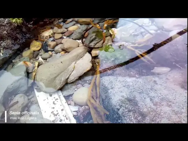 Video thumbnail for Sepia officinalis