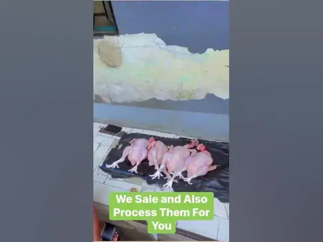 Video thumbnail for 🐔🔪 We Sell and Also Process for You