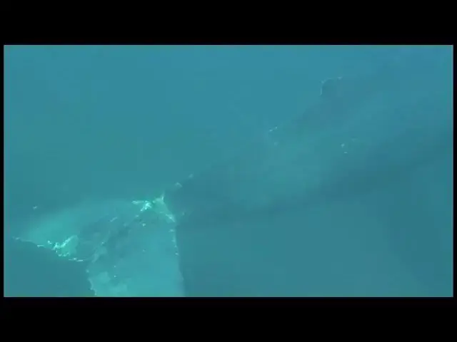 'Video thumbnail for Whale Rescue'