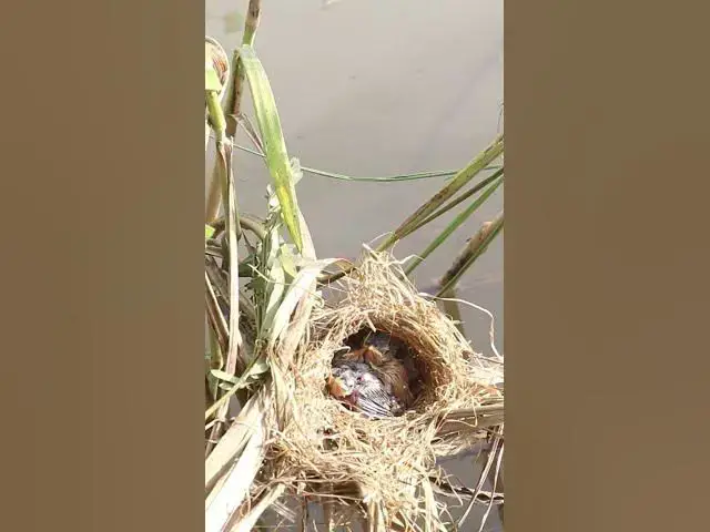 Video thumbnail for Babies waiting eat grasshopper and the ants EP#240 #birds #birdslover #finch #finchfinch #petbird