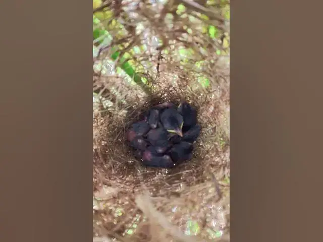 Video thumbnail for Babies waiting eat grasshopper and the ants EP#244 #birds #birdslover #finch #finchfinch #petbird