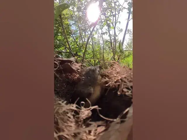 Video thumbnail for #topbird #Stripethroated #Bulbul #Feeding #BabyBirds #inNest #Heartwarming #birdslover #babybird