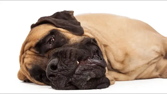 Video thumbnail for 23 Pros and Cons of Owning an English Mastiff