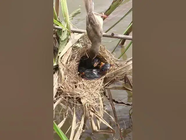 Video thumbnail for BirdFeeding #Avian #Feast #Mealtime #NestLife #BirdBehavior #BirdFeeding #Bird #Hungry #Eat #Food