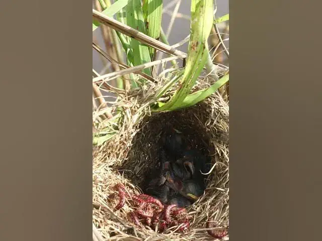 Video thumbnail for Demon Babies Birds Very hungry eat EP#208  #birdslover #birdwatch #birds #beautifulbird #shortvideo