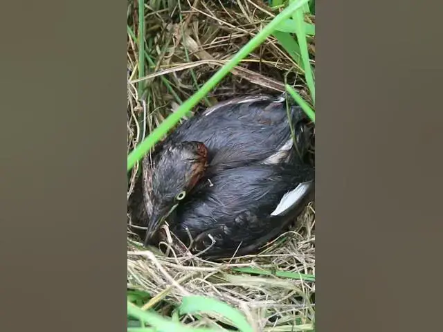 Video thumbnail for Baby Birds Hunt for Grasshoppers EP#272 #AvianHunger #NestlingFeeding #BirdBehavior #BirdEcology #Or