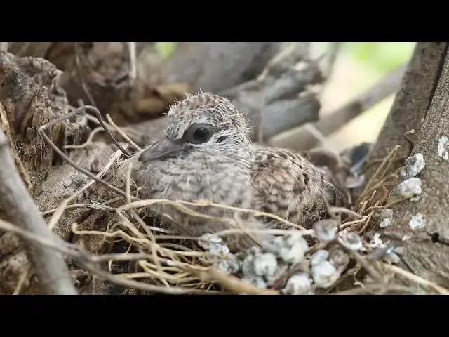 Video thumbnail for Wild Baby Dove GrowingUp in Nest