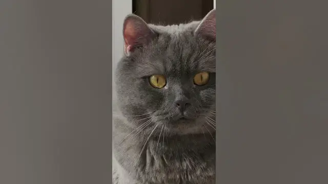 Video thumbnail for A cat with a question-mark-shaped tail is asking... #shorts