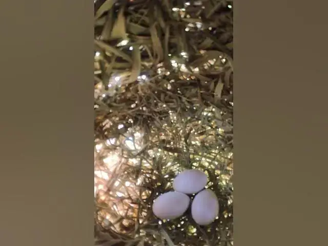 Video thumbnail for Egg Bird  #wildbirdlife #babyanimal #nature #birdlife #babybird #wildlife #birdnest #animal #cute