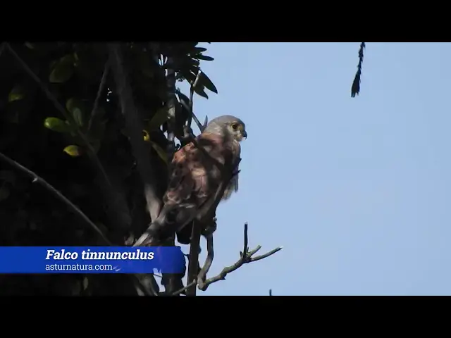 Video thumbnail for Cernícalo (Falco tinnunculus)