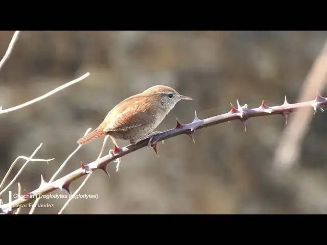 Video thumbnail for Chochin (Troglodytes troglodytes)