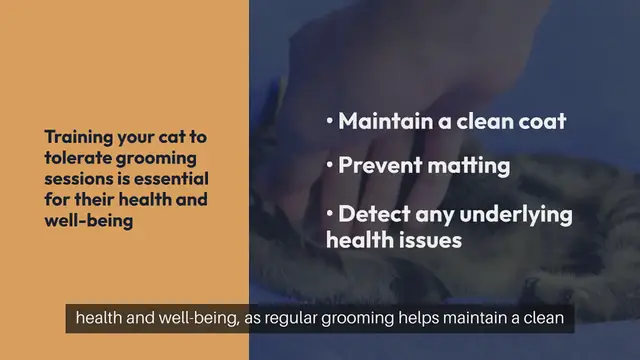 Video thumbnail for Cat Grooming Training Tips