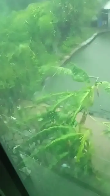 Video thumbnail for Bão số 4 năm 2024