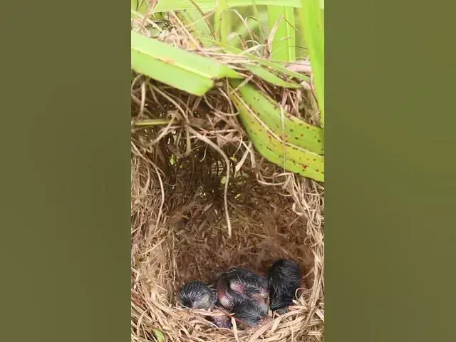 Video thumbnail for Baby Greater coucal Birds Very hungry in Nest EP#035 #birds #beautifulbird #wildlife #birdspecies #n