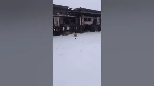 Video thumbnail for Rabbit Sees Snow For The First Time