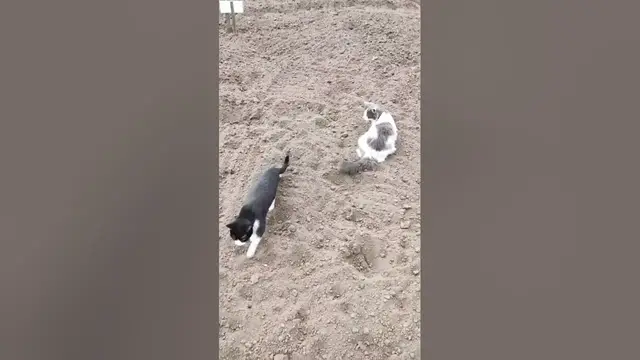 Video thumbnail for Should I Stop a Cat Fight?