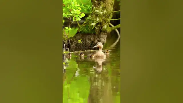 Video thumbnail for Do mother ducks leave their ducklings? 😳 #shorts