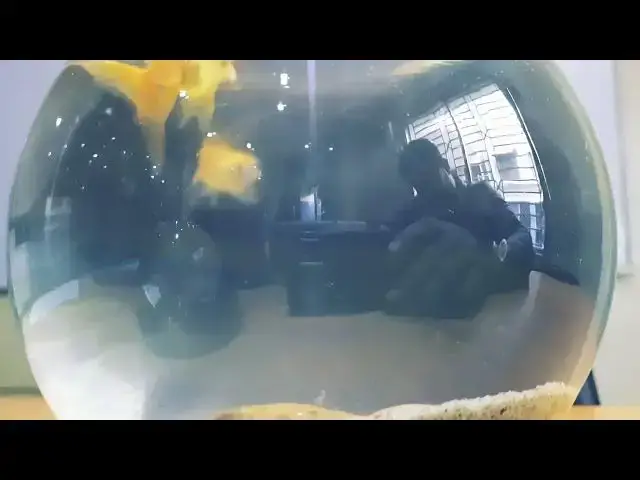 Video thumbnail for Playing fish in Home mini