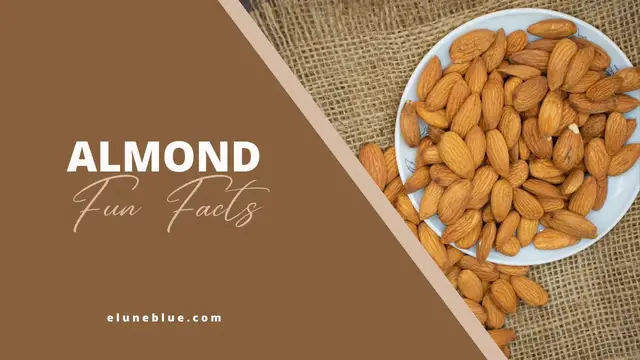 'Video thumbnail for 7 Surprising Facts About Almonds | Elune Blue'