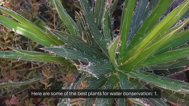 Video thumbnail for Best Plants for Water Conservation