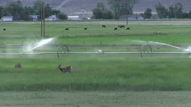 Video thumbnail for 243 vs 6.5 Creedmoor – A Comprehensive Comparison