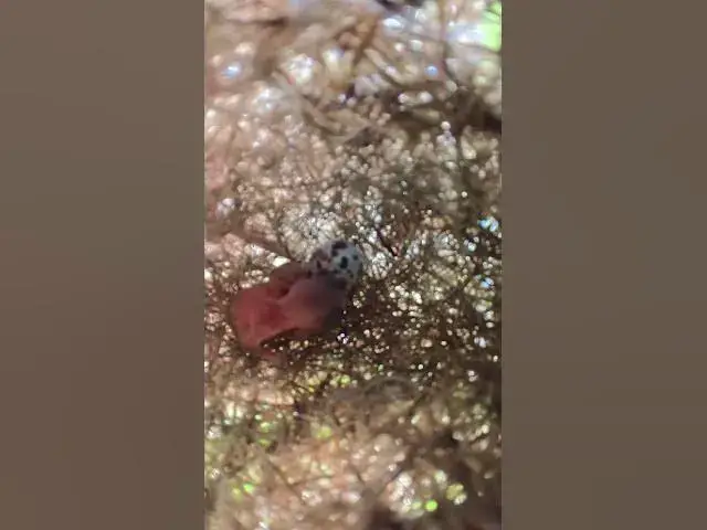 Video thumbnail for wild babies small bird ep.007  #birds #birdnet #babyanimal #wildlife #wildbirdlife #babybird