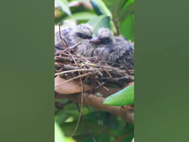 Video thumbnail for Babies Widl Dove bird EP.059 #babyanimal #nature #avian #babybird #rainsounds #avianlife