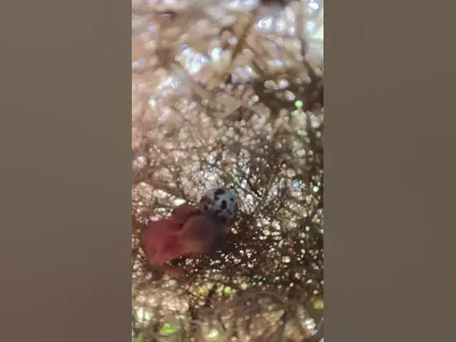 Video thumbnail for wild babies small bird ep.005  #birds #birdnet #babyanimal #wildlife #wildbirdlife #babybird