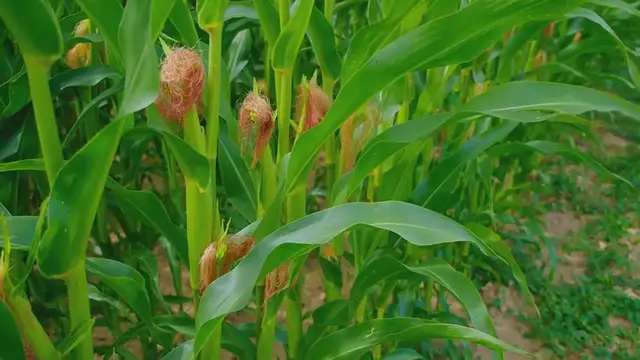 Video thumbnail for Baby Corn Manchurian: A Crunchy Delight
