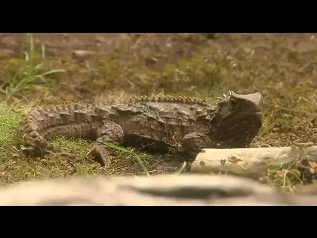 Video thumbnail for Tuatara