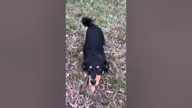 Video thumbnail for What is the Cutest Pup in the World?