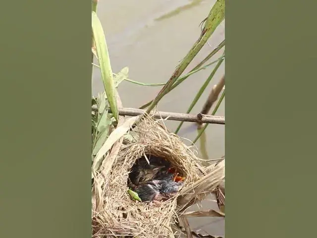 Video thumbnail for Bird of Nest  #birds #nature #shortvideo #viralvideo #birds #farming #wildl   #birdsounds