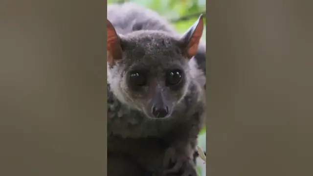 Video thumbnail for Bush babies, also called galagos #shorts